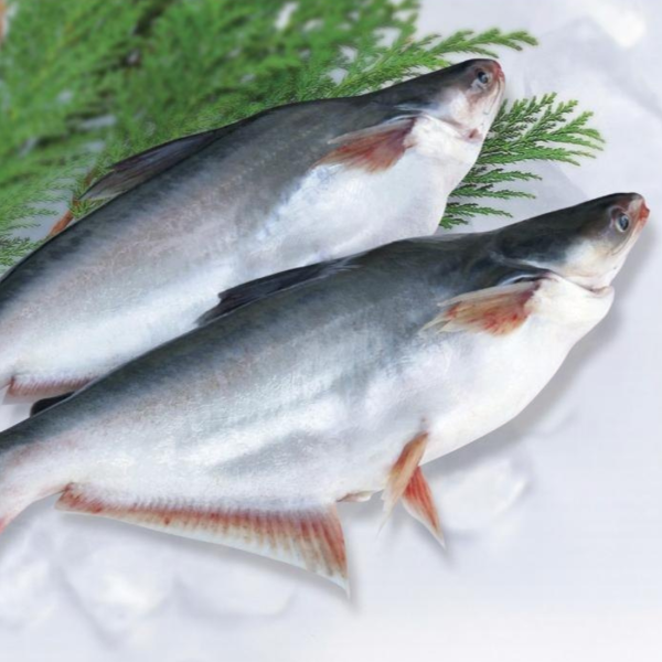 Pangasius/Apollo Fish