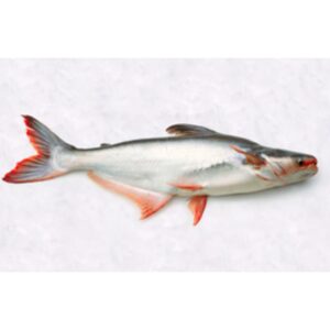 Pangasius Dressed With Head Curry Cut